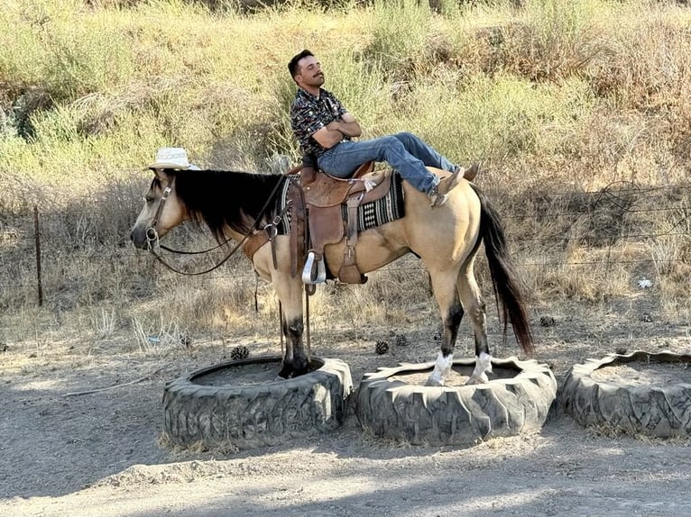 American Quarter Horse Castrone 8 Anni 150 cm Pelle di daino in Paicines CA