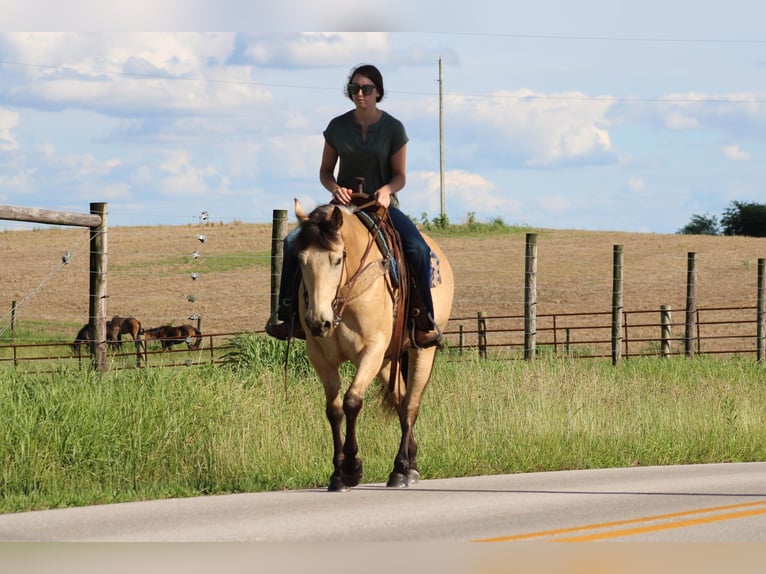 American Quarter Horse Castrone 8 Anni 150 cm Pelle di daino in Sonora KY