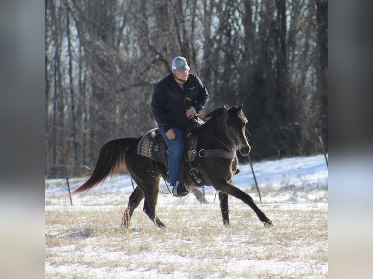 American Quarter Horse Castrone 8 Anni 150 cm Pelle di daino in Tompkinsville KY