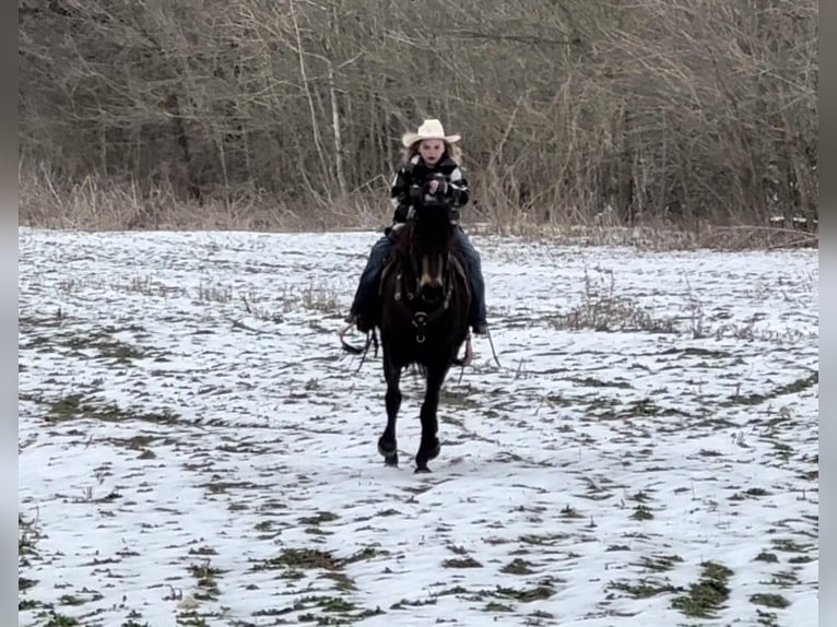 American Quarter Horse Castrone 8 Anni 150 cm Pelle di daino in Tompkinsville KY