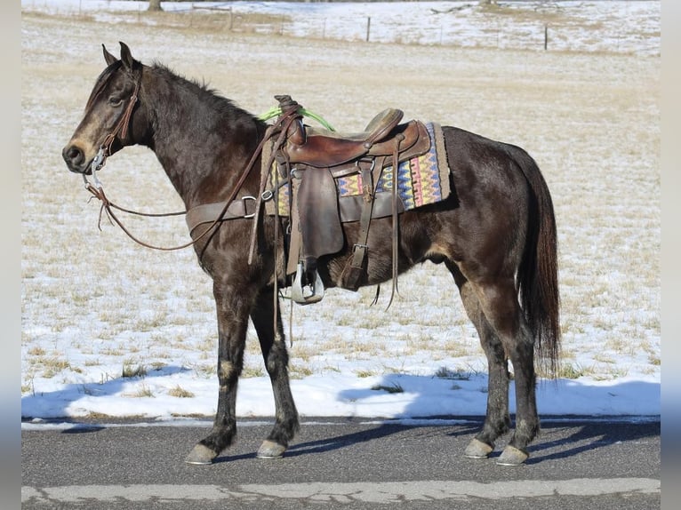 American Quarter Horse Castrone 8 Anni 150 cm Pelle di daino in Tompkinsville KY