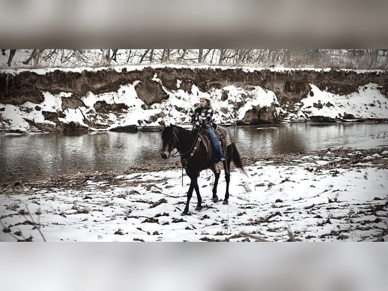 American Quarter Horse Castrone 8 Anni 150 cm Pelle di daino in Tompkinsville KY