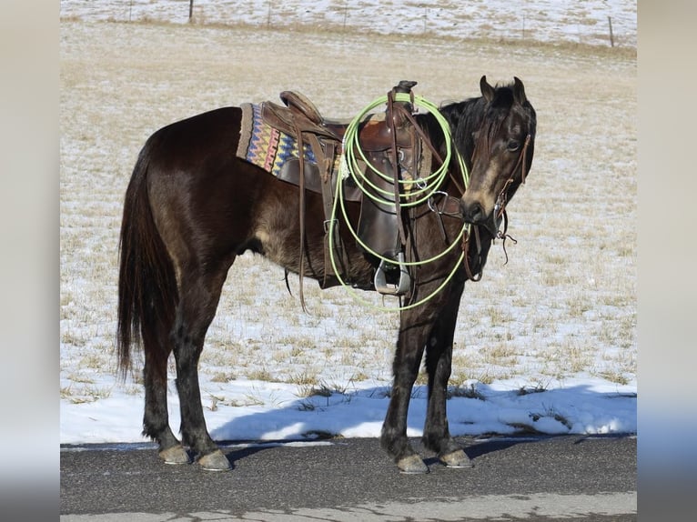 American Quarter Horse Castrone 8 Anni 150 cm Pelle di daino in Tompkinsville KY