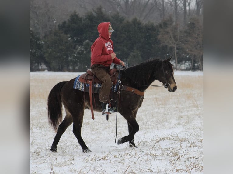 American Quarter Horse Castrone 8 Anni 150 cm Pelle di daino in Tompkinsville KY