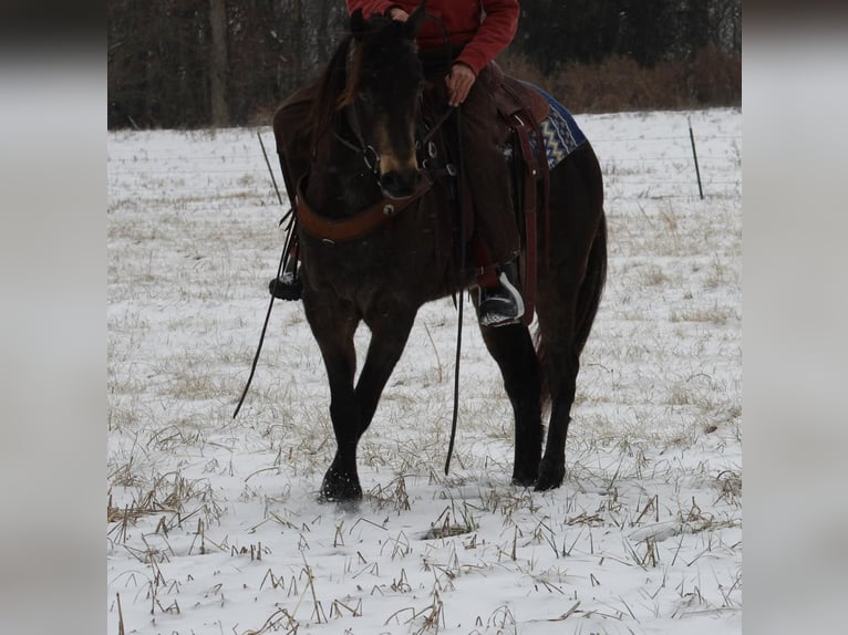 American Quarter Horse Castrone 8 Anni 150 cm Pelle di daino in Tompkinsville KY