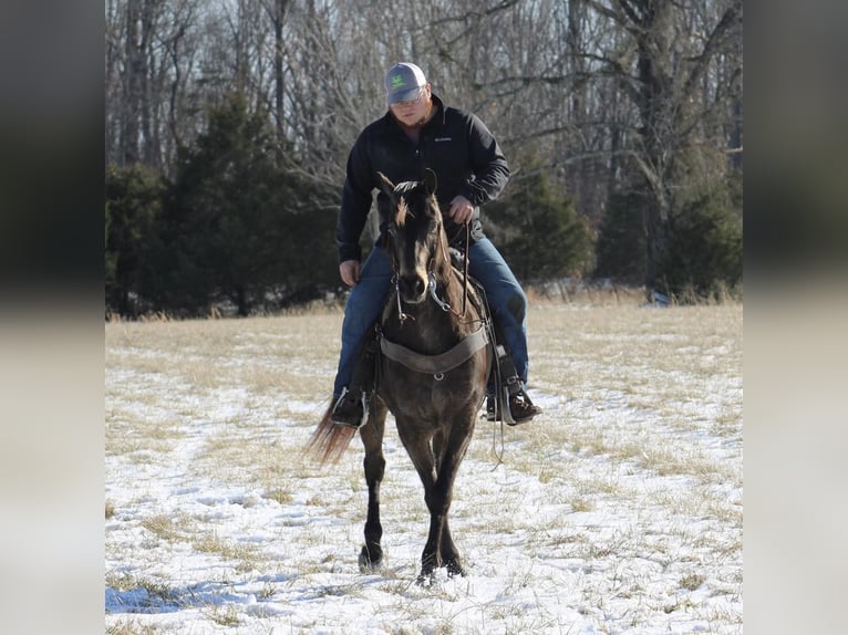 American Quarter Horse Castrone 8 Anni 150 cm Pelle di daino in Tompkinsville KY