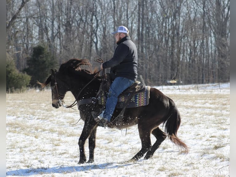 American Quarter Horse Castrone 8 Anni 150 cm Pelle di daino in Tompkinsville KY