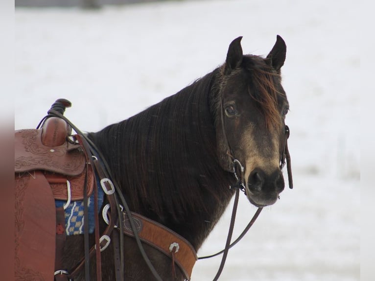 American Quarter Horse Castrone 8 Anni 150 cm Pelle di daino in Tompkinsville KY