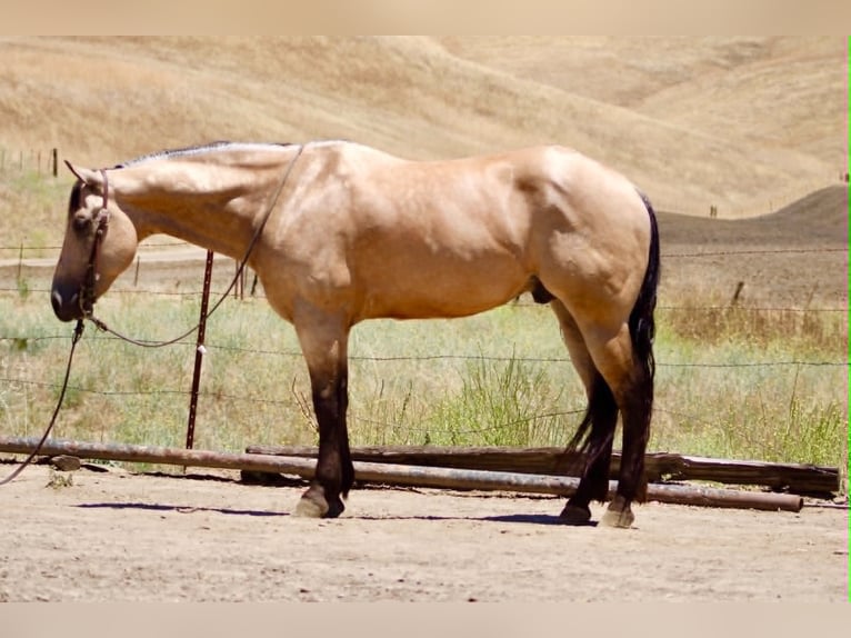American Quarter Horse Castrone 8 Anni 150 cm Pelle di daino in Tres Pinos