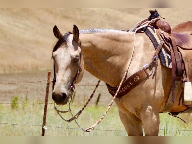 American Quarter Horse Castrone 8 Anni 150 cm Pelle di daino in Tres Pinos