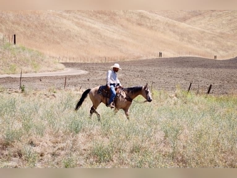 American Quarter Horse Castrone 8 Anni 150 cm Pelle di daino in Tres Pinos