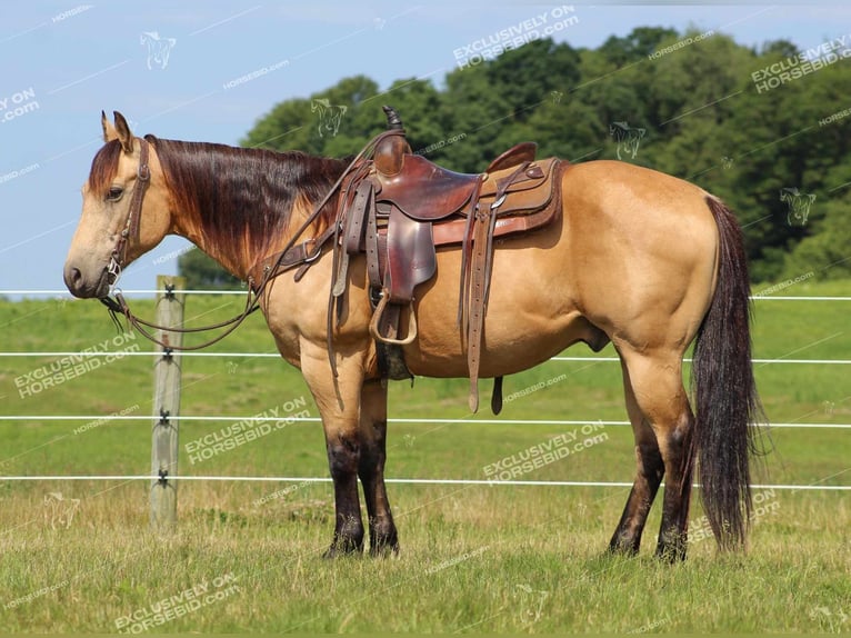American Quarter Horse Castrone 8 Anni 150 cm Pelle di daino in Clarion, PA