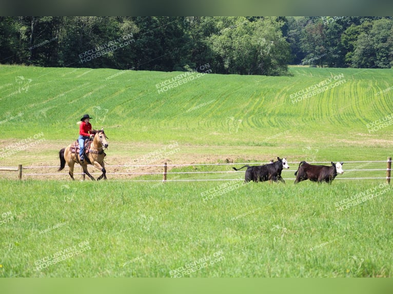 American Quarter Horse Castrone 8 Anni 150 cm Pelle di daino in Clarion, PA