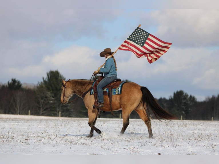 American Quarter Horse Castrone 8 Anni 150 cm Pelle di daino in Clarion