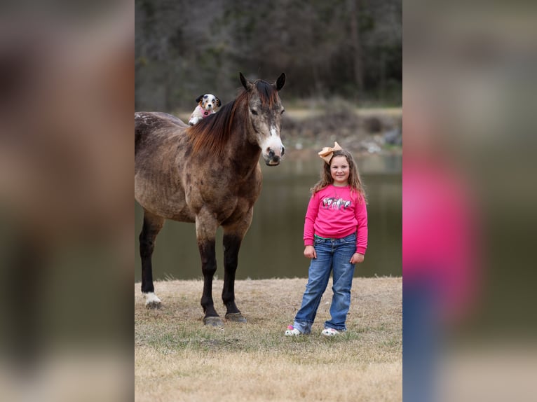 American Quarter Horse Castrone 8 Anni 150 cm Pelle di daino in Forney