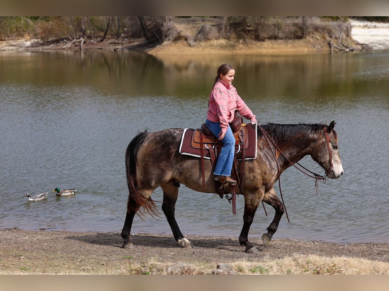 American Quarter Horse Castrone 8 Anni 150 cm Pelle di daino in Forney