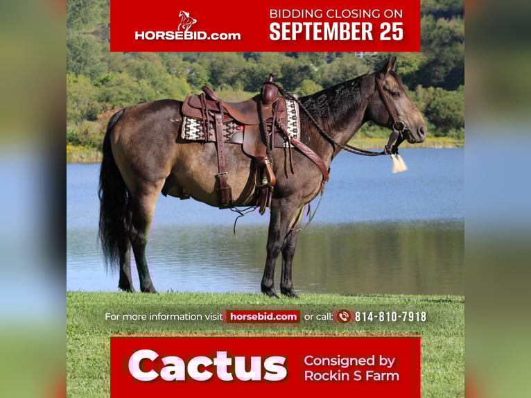 American Quarter Horse Castrone 8 Anni 150 cm Pelle di daino in Rebersburg, PA