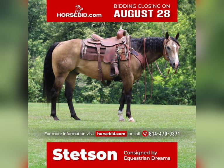 American Quarter Horse Castrone 8 Anni 150 cm Pelle di daino in Rebersburg, PA