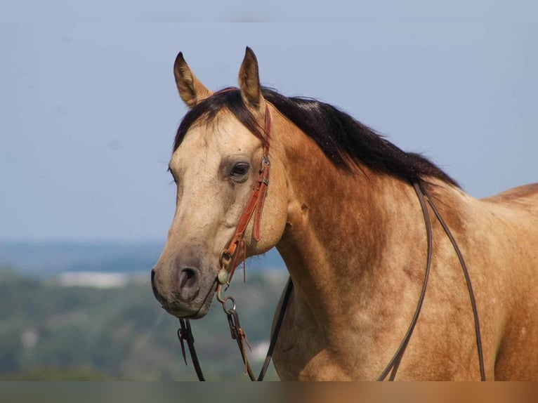 American Quarter Horse Mix Castrone 8 Anni 150 cm Pelle di daino in Shippenville, PA