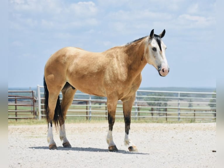 American Quarter Horse Castrone 8 Anni 150 cm Pelle di daino in Sweet Springs, MO