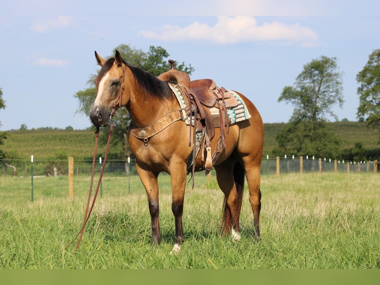 American Quarter Horse Castrone 8 Anni 150 cm Pelle di daino in Sonora