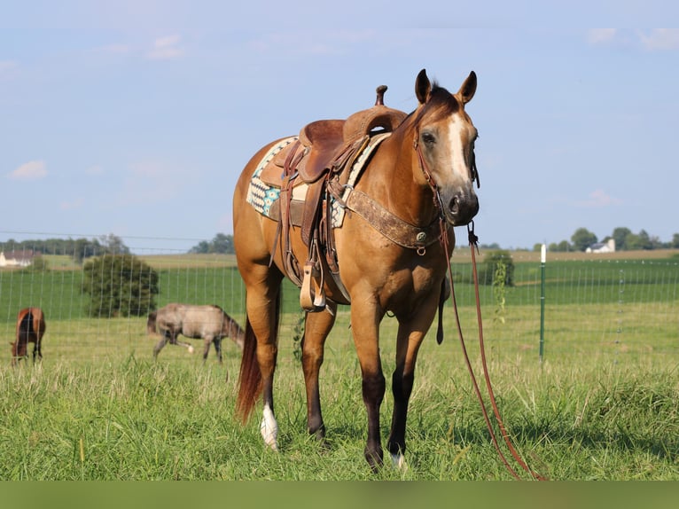 American Quarter Horse Castrone 8 Anni 150 cm Pelle di daino in Sonora