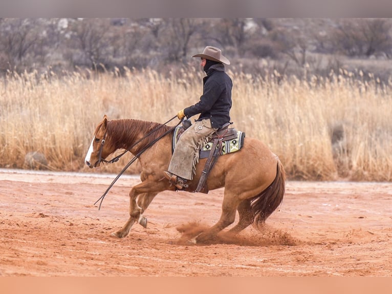 American Quarter Horse Castrone 8 Anni 150 cm Red dun in Marshall, MO