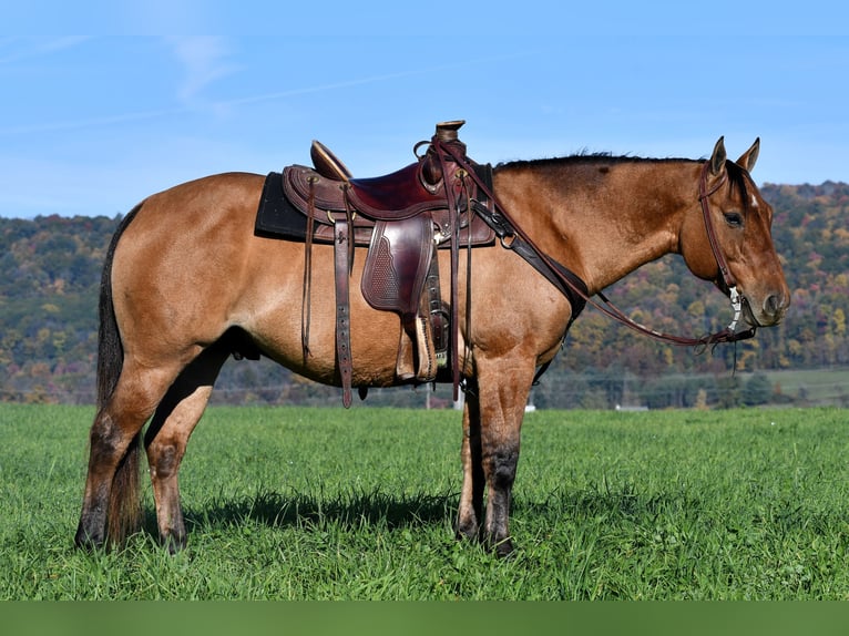 American Quarter Horse Castrone 8 Anni 150 cm Red dun in Howard