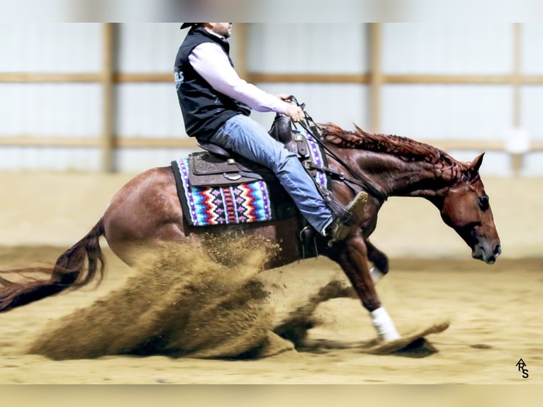 American Quarter Horse Castrone 8 Anni 150 cm in River Falls, WI