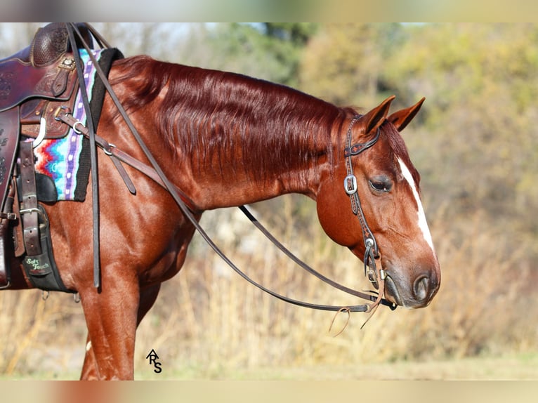 American Quarter Horse Castrone 8 Anni 150 cm in River Falls, WI