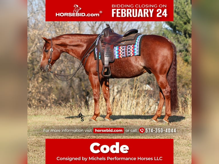 American Quarter Horse Castrone 8 Anni 150 cm in River Falls, WI