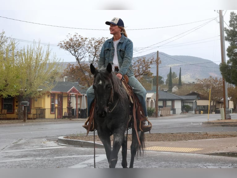 American Quarter Horse Castrone 8 Anni 150 cm Roano blu in Camp Verde AZ