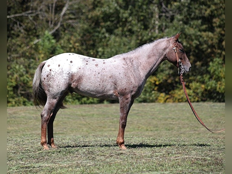 American Quarter Horse Castrone 8 Anni 150 cm Roano rosso in Brodhead KY