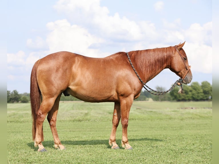 American Quarter Horse Castrone 8 Anni 150 cm Roano rosso in Buffalo