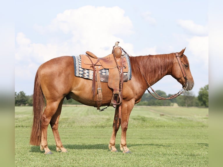 American Quarter Horse Castrone 8 Anni 150 cm Roano rosso in Buffalo