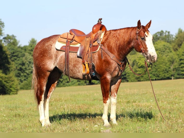 American Quarter Horse Castrone 8 Anni 150 cm Roano rosso in Brookville, PA