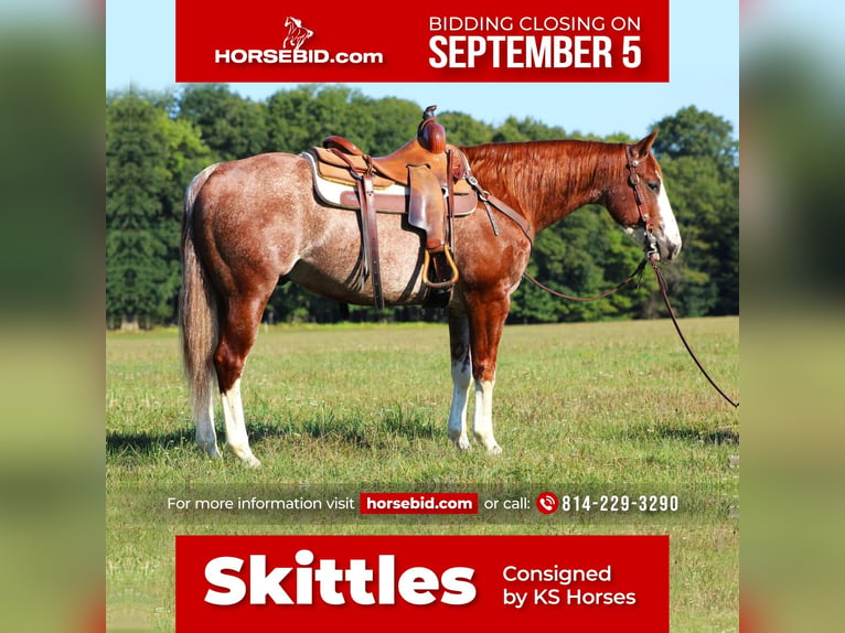 American Quarter Horse Castrone 8 Anni 150 cm Roano rosso in Brookville, PA