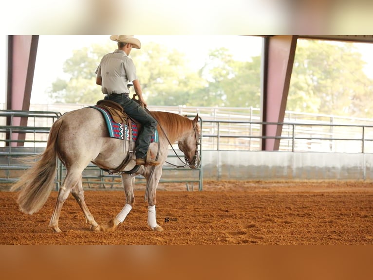 American Quarter Horse Castrone 8 Anni 150 cm Roano rosso in Whitesboro, TX