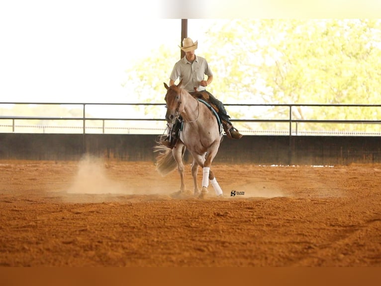 American Quarter Horse Castrone 8 Anni 150 cm Roano rosso in Whitesboro, TX