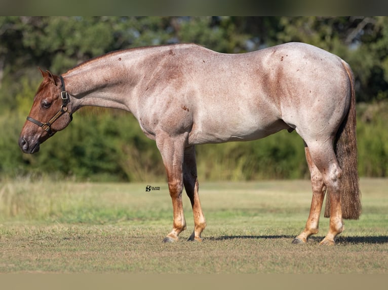 American Quarter Horse Castrone 8 Anni 150 cm Roano rosso in Whitesboro, TX