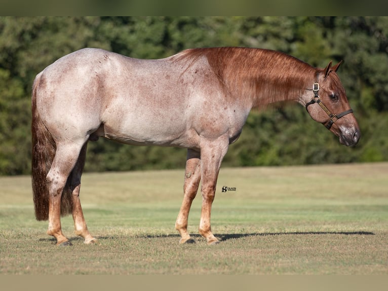 American Quarter Horse Castrone 8 Anni 150 cm Roano rosso in Whitesboro, TX