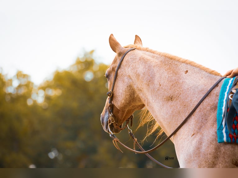 American Quarter Horse Castrone 8 Anni 150 cm Roano rosso in Whitesboro, TX