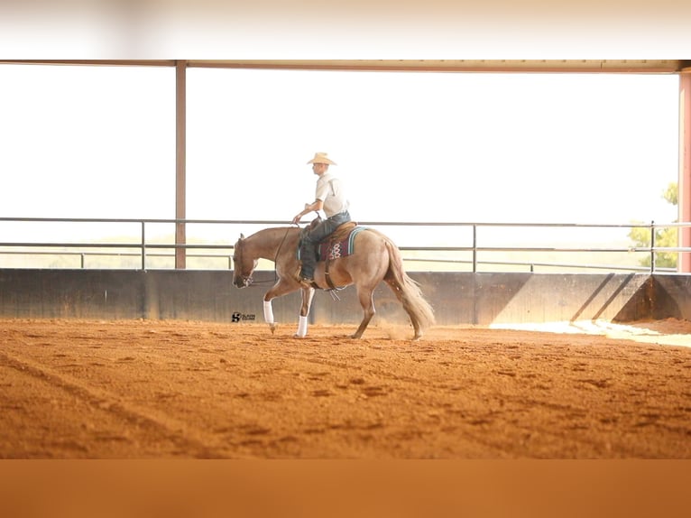 American Quarter Horse Castrone 8 Anni 150 cm Roano rosso in Whitesboro, TX