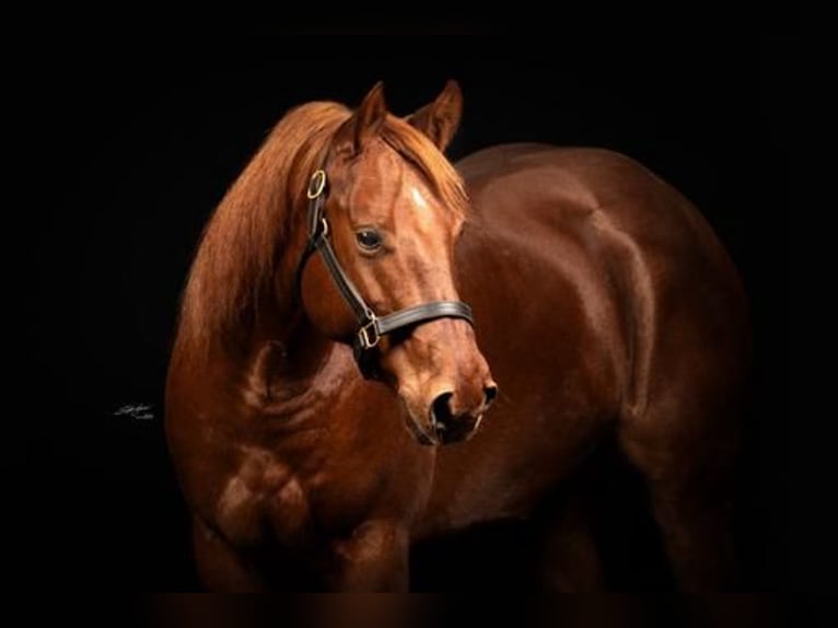 American Quarter Horse Castrone 8 Anni 150 cm Sauro in Horrenberg
