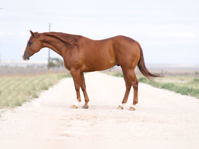 American Quarter Horse Castrone 8 Anni 150 cm Sauro ciliegia in Canyon, TX