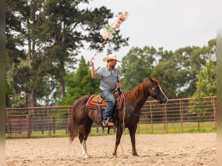American Quarter Horse Castrone 8 Anni 150 cm Sauro ciliegia in Lufkin, TX