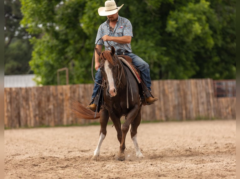 American Quarter Horse Castrone 8 Anni 150 cm Sauro ciliegia in Lufkin, TX