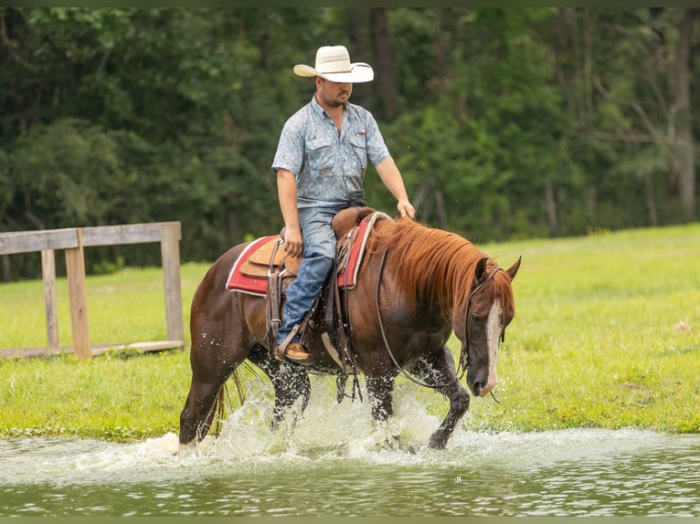 American Quarter Horse Castrone 8 Anni 150 cm Sauro ciliegia in Lufkin, TX