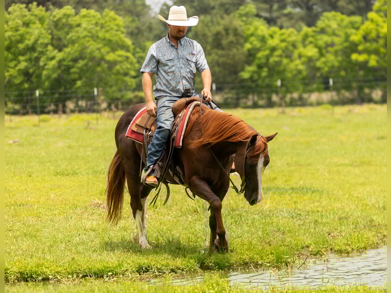 American Quarter Horse Castrone 8 Anni 150 cm Sauro ciliegia in Lufkin, TX