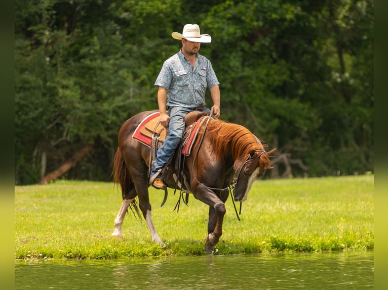 American Quarter Horse Castrone 8 Anni 150 cm Sauro ciliegia in Lufkin, TX